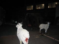 Vandals have tagged kimrics sheep with red paint, not cool